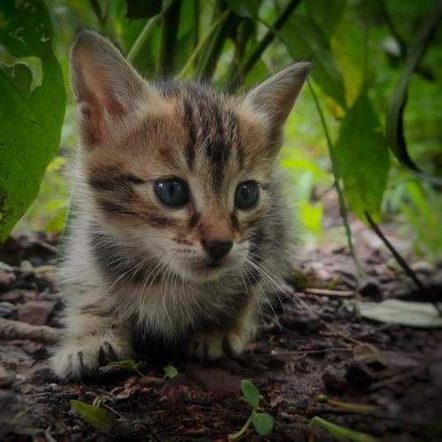 Photo #10977285