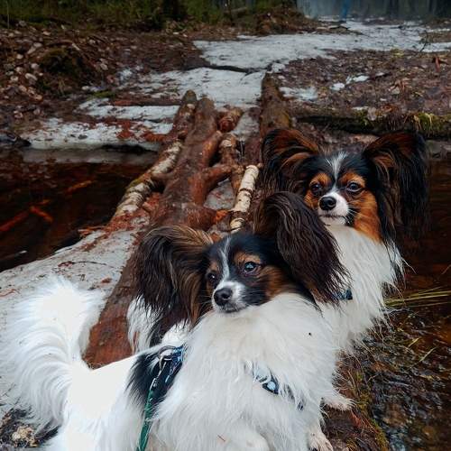 Photo #10977290