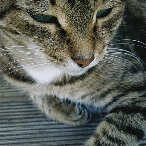 Photo #10977302