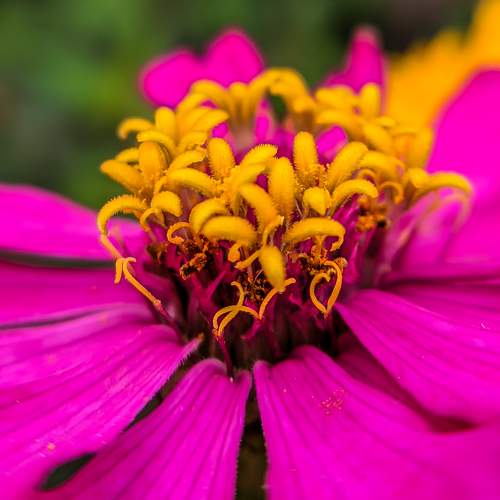 Photo #10977481
