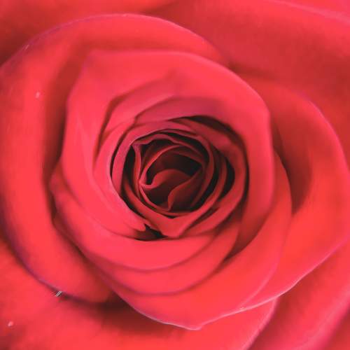 Photo #10978229