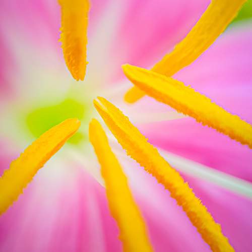 Photo #10978230