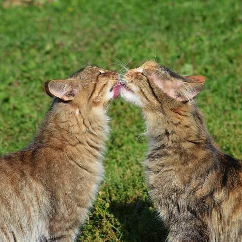 Photo #10979006