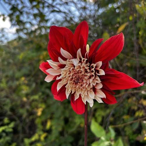 Photo #10980435