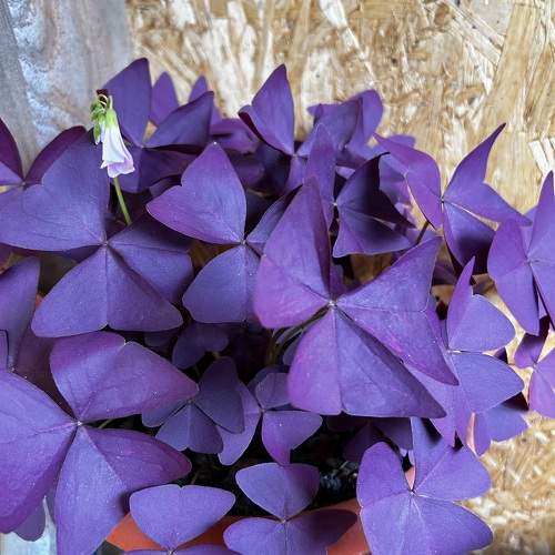 Photo #10980436