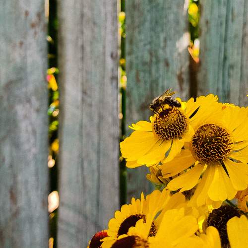 Bee