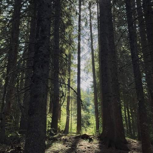 Photo #10981845
