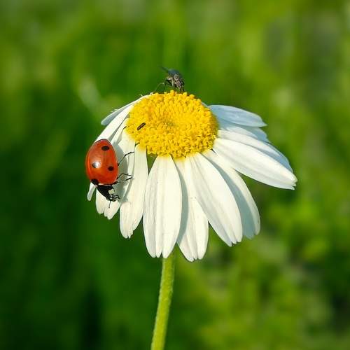 Macro Visitors
