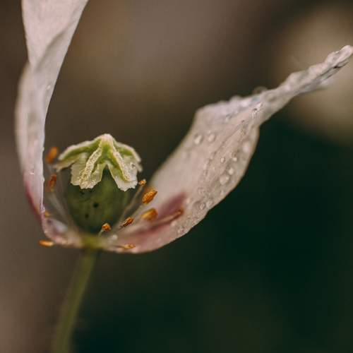 Photo #10981933