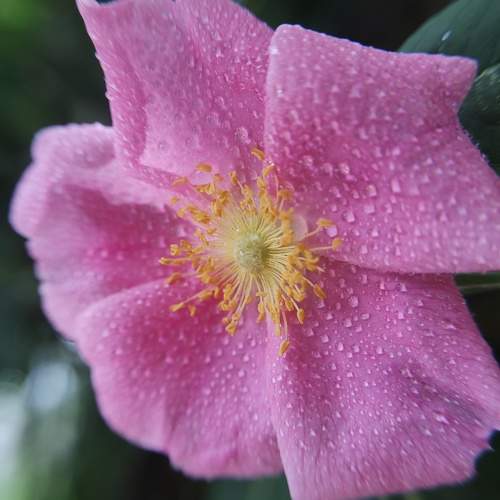 Photo #10982259