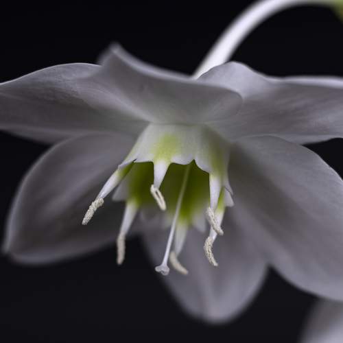 Photo #10982514