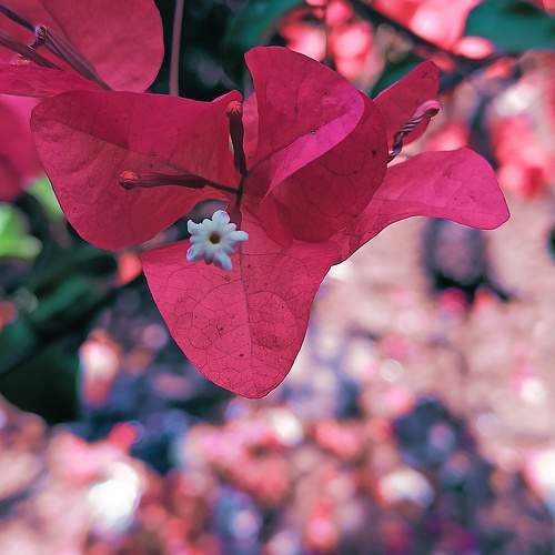 Photo #10982526