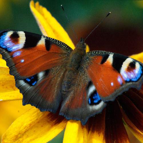 Photo #10983023