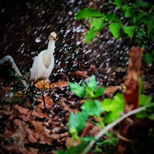 Photo #10983090