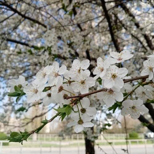 Photo #10983302