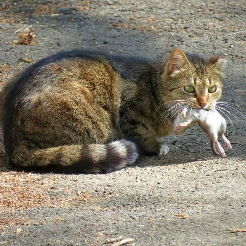 Photo #10983369