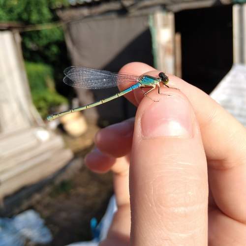 Photo #10983711