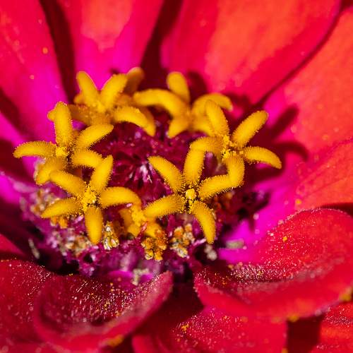 Цветочки в цветочке