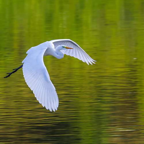Photo #10983916