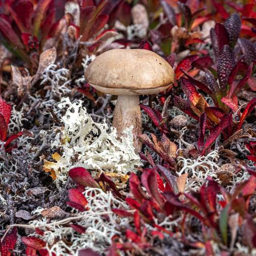 Photo #10984115