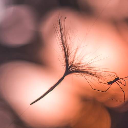 Photo #10984430