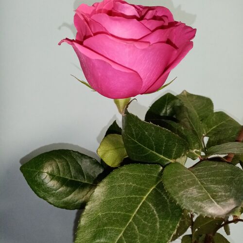 Photo #10984515