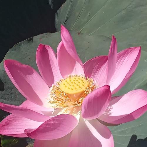 Photo #10985313