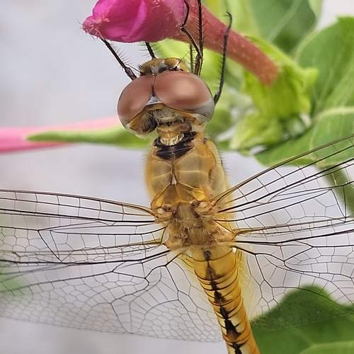 Photo #10985916