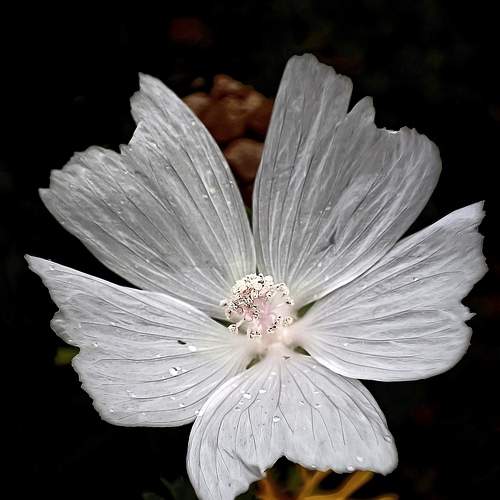 Photo #10985967