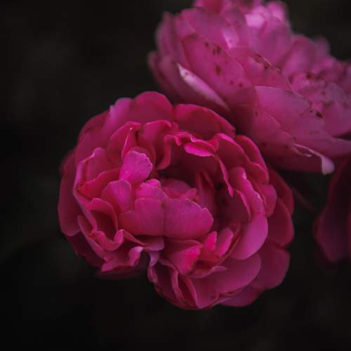 Photo #10986204
