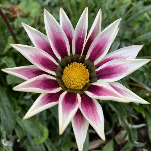 Photo #10986279