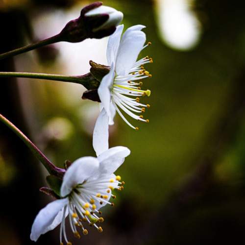 Photo #10986798