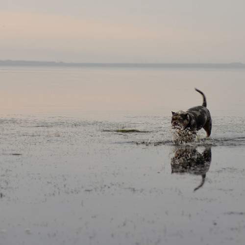 Photo #10987293