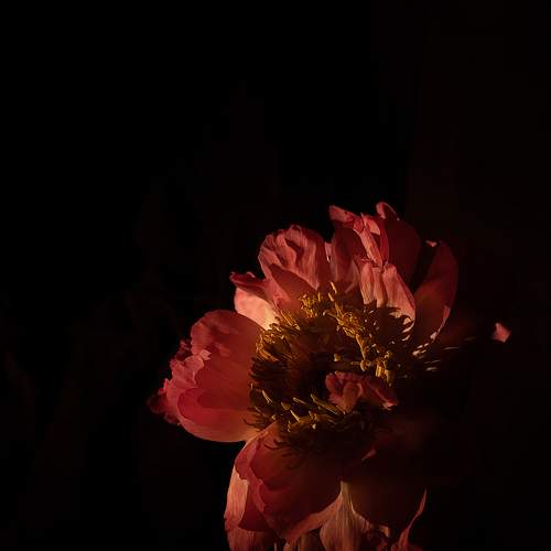 Photo #10988066