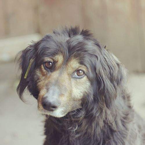 Photo #10990188