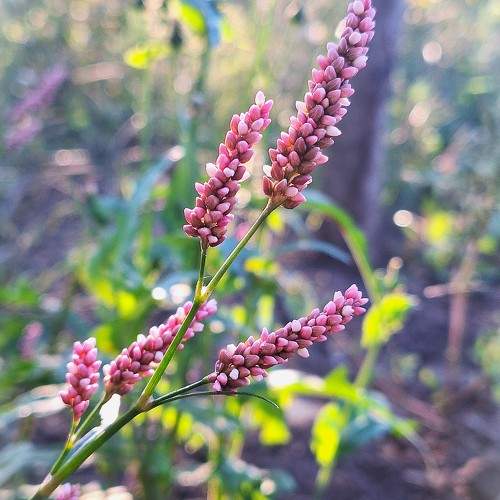Photo #10991298