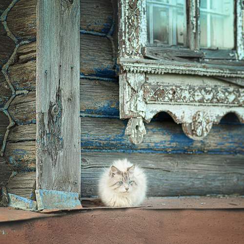Фотография #10991599