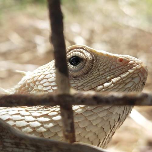Photo #10991635