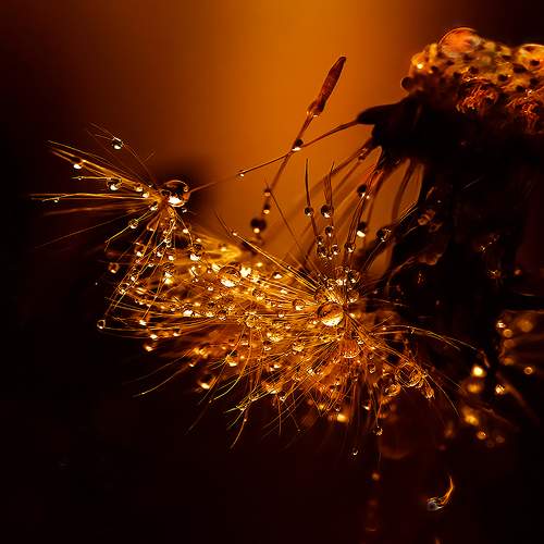 Photo #10992581