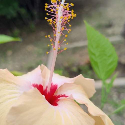 Photo #10993265