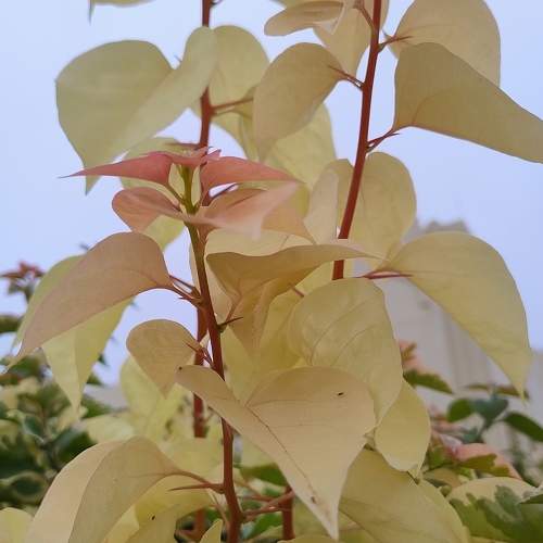 Photo #10993712