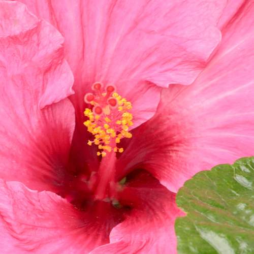 HIBISCUS