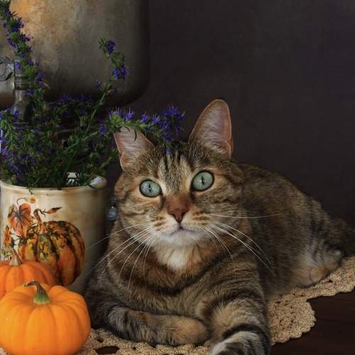Photo #10994537