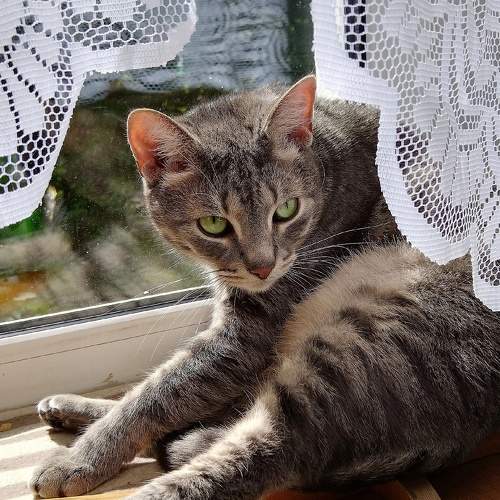 Photo #10994585