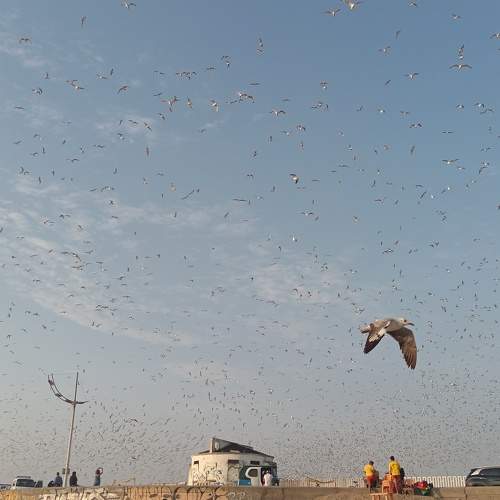 Photo #10994870