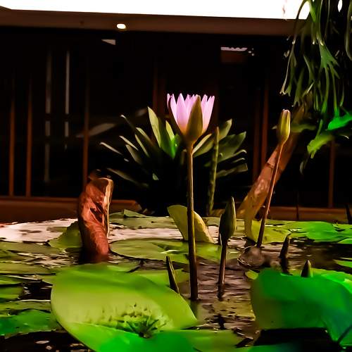 Photo #10994965
