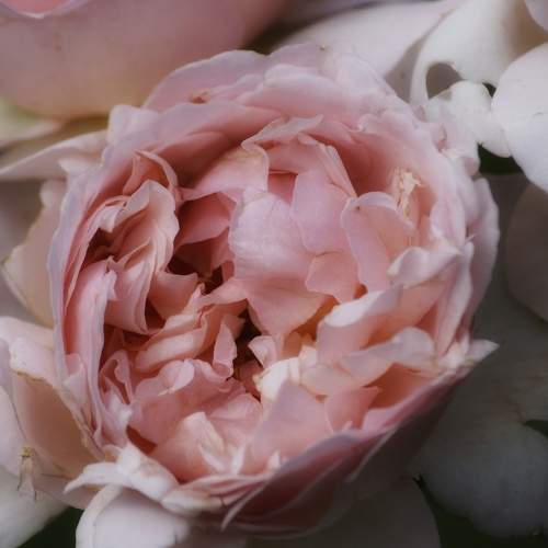Photo #10995033
