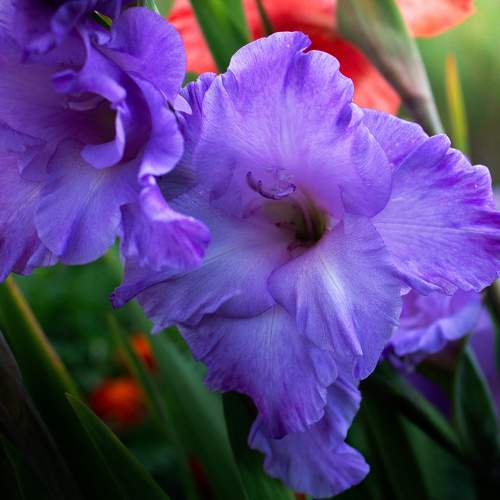 Photo #10995595