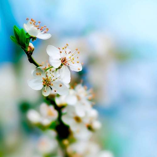 Photo #10996029
