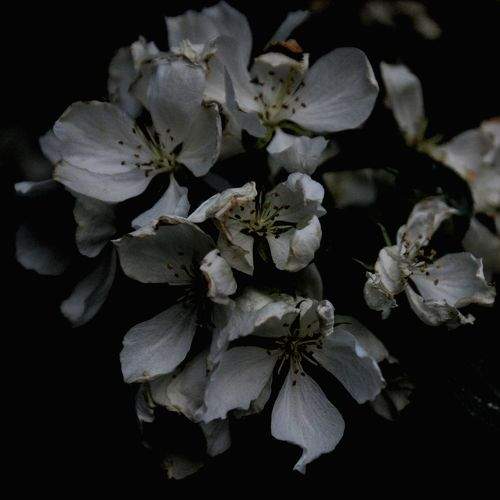 Photo #10996071